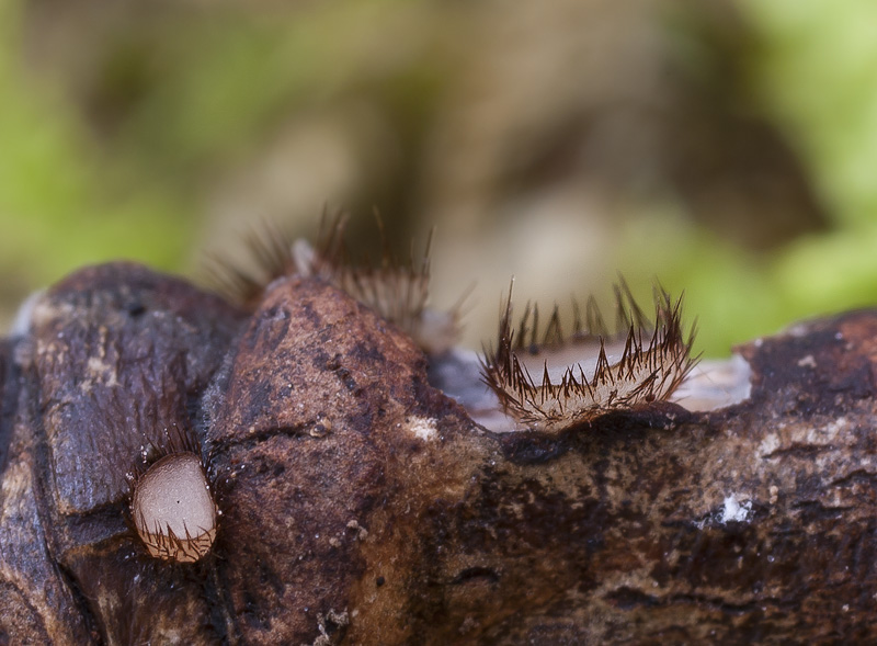 Trichophaeopsis bicuspis